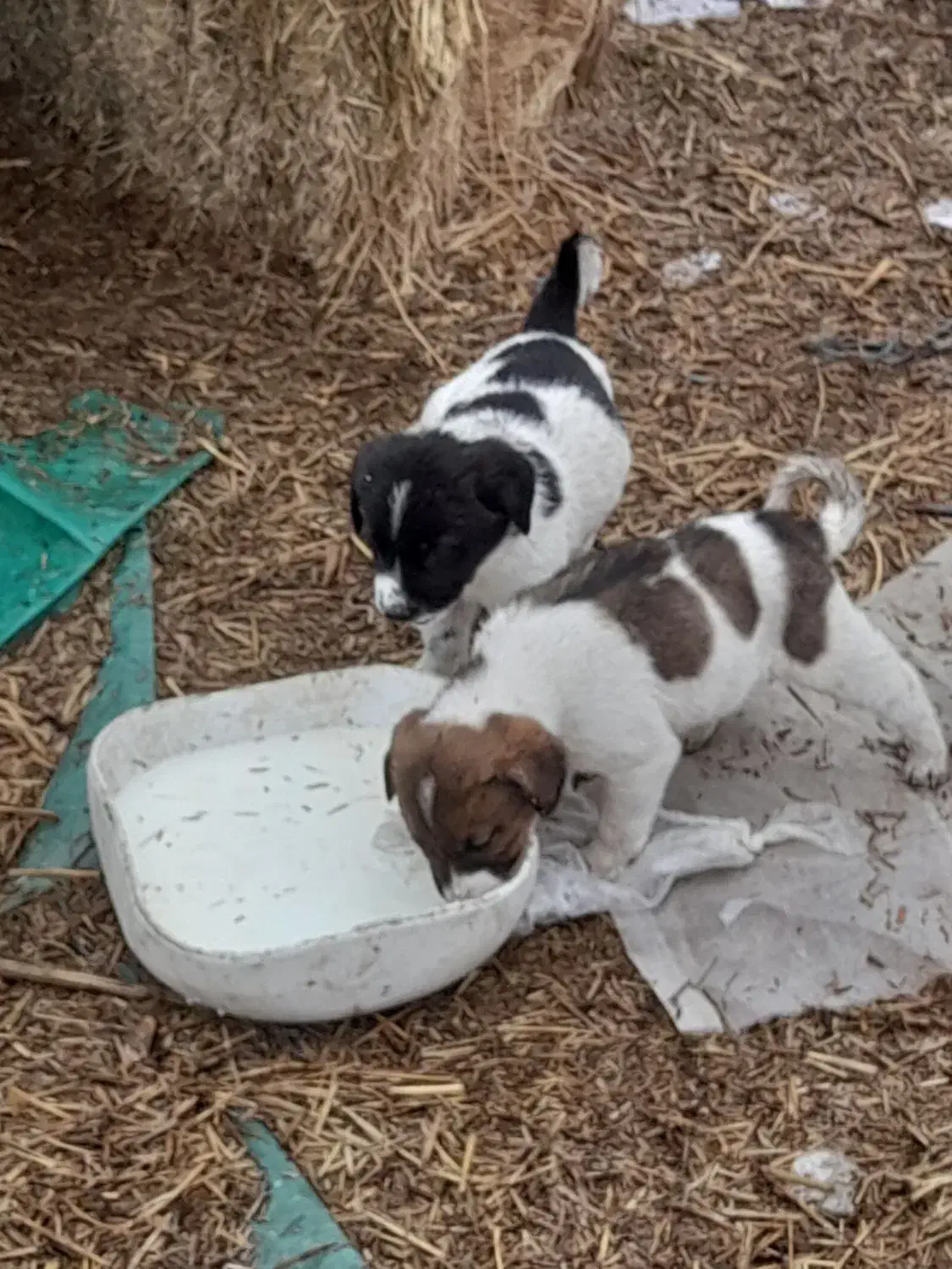 چند تا طوله سگ نگهبان|سگ|پارسآباد, |دیوار