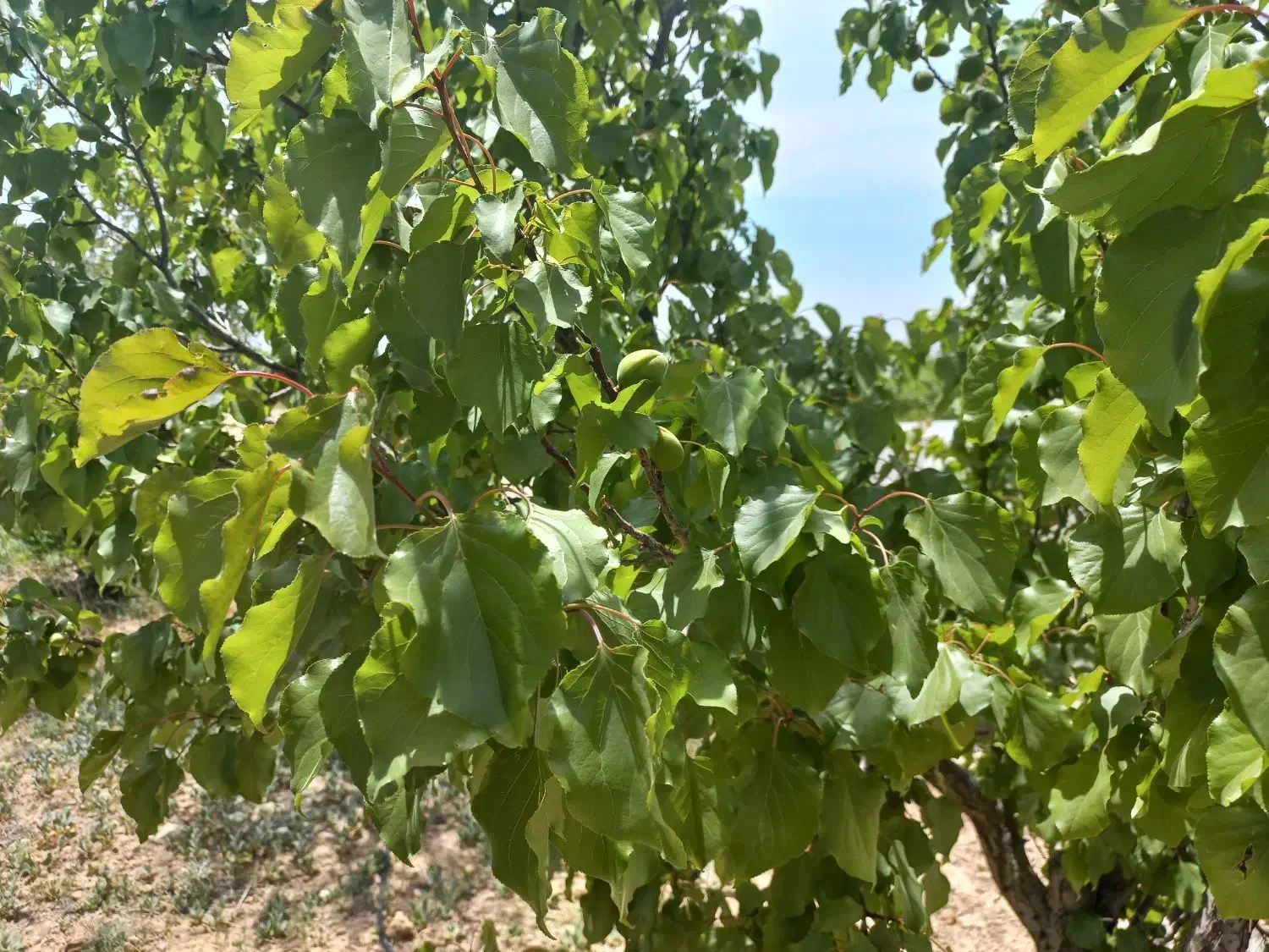 ۱۰۰۰مت. زمین دارای سند|فروش زمین و ملک کلنگی|اهواز, کمپلو شمالی|دیوار