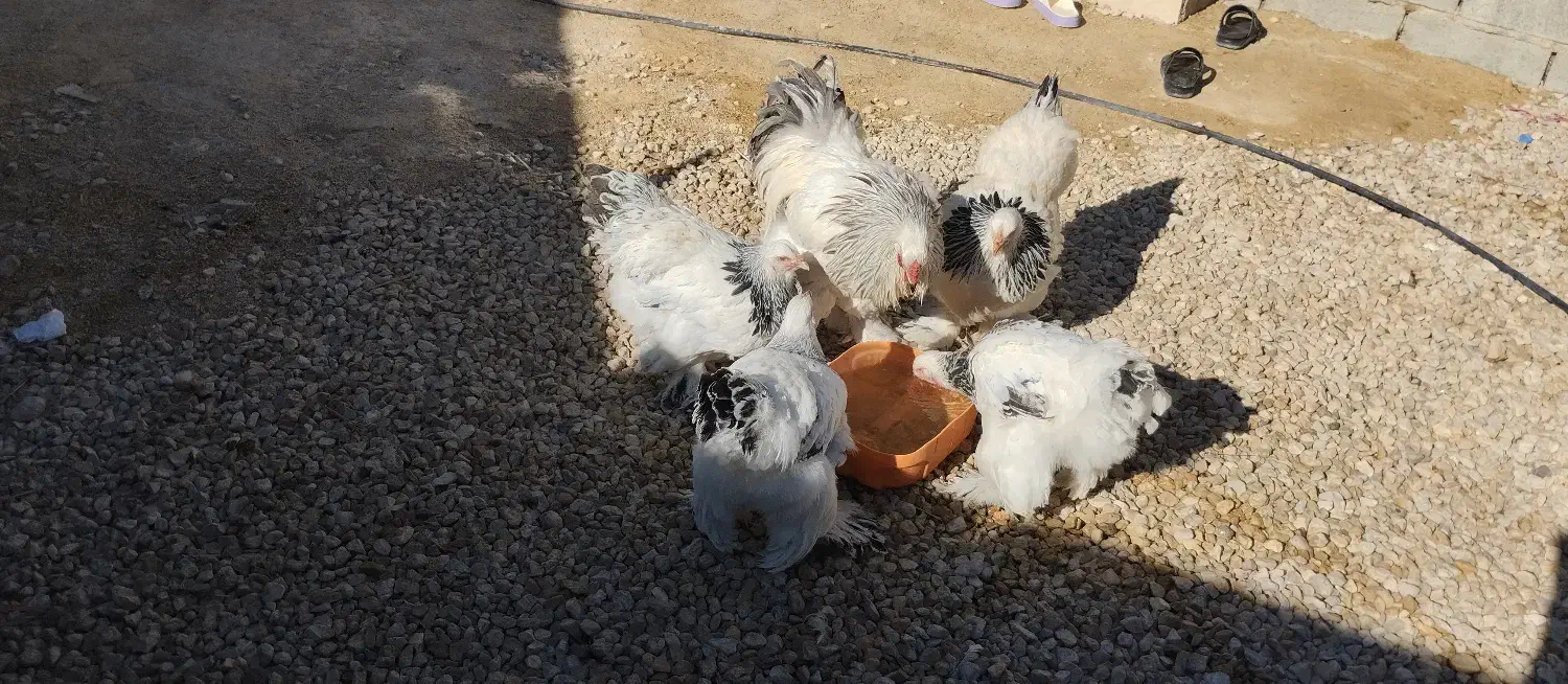 مرغ وخروس برهما لایت|حیوانات مزرعه|کهریزک, |دیوار