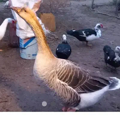 حیوان|حیوانات مزرعه|بهشهر, |دیوار