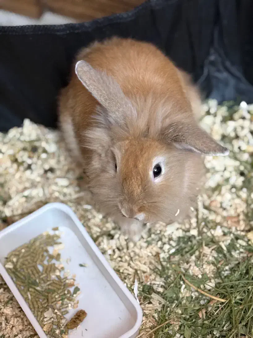 خرگوش لوپ بازیگوش با وسایل به فروش میرسد|موش و خرگوش|اردبیل, |دیوار