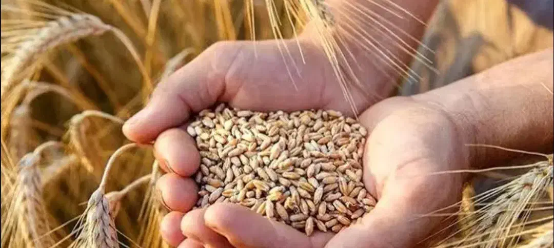 گندم ده دشت|خدمات باغبانی و درختکاری|سرپل ذهاب, |دیوار