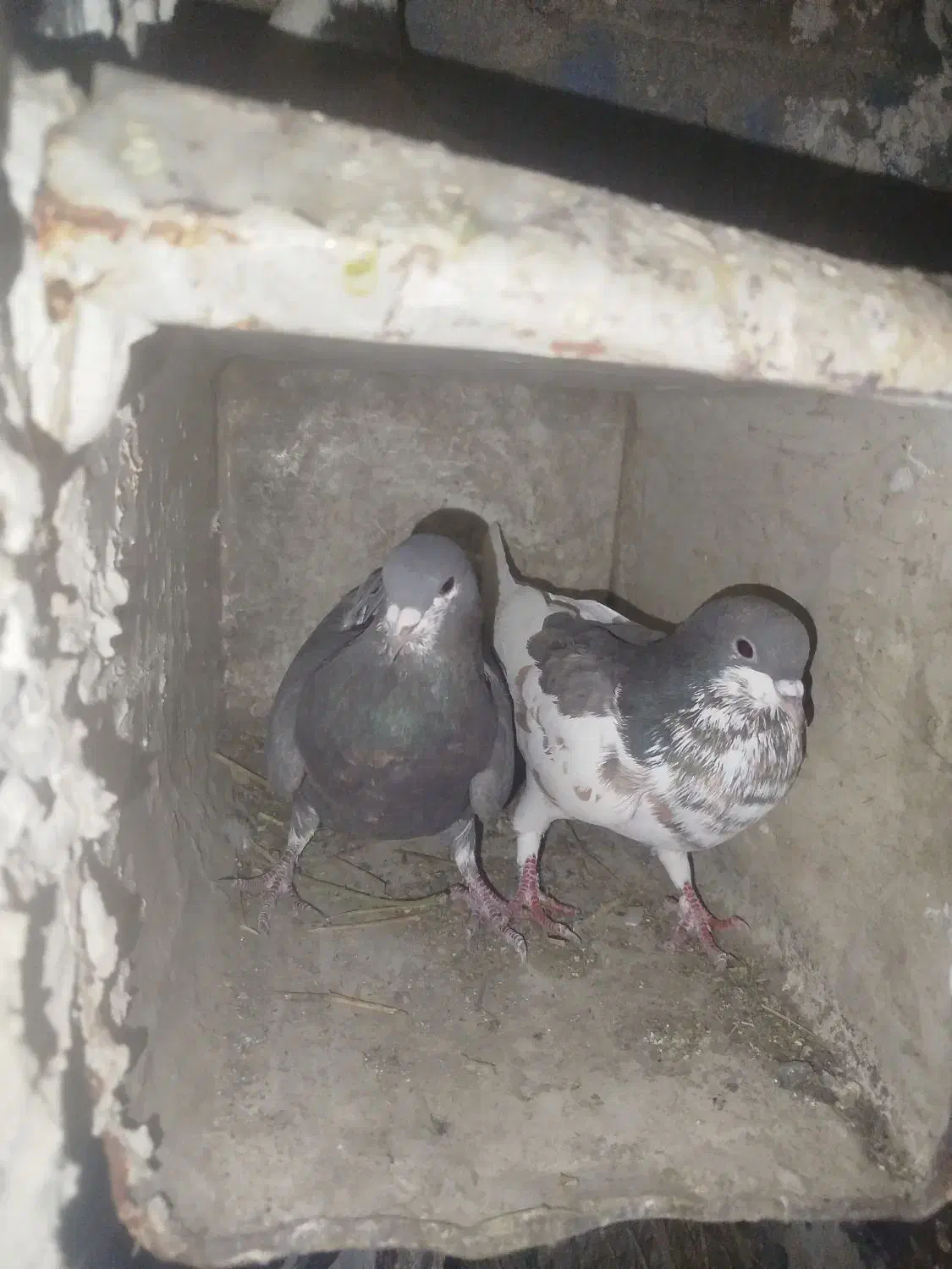 کبوتر زنگی|پرنده|نورآباد ممسنی, |دیوار