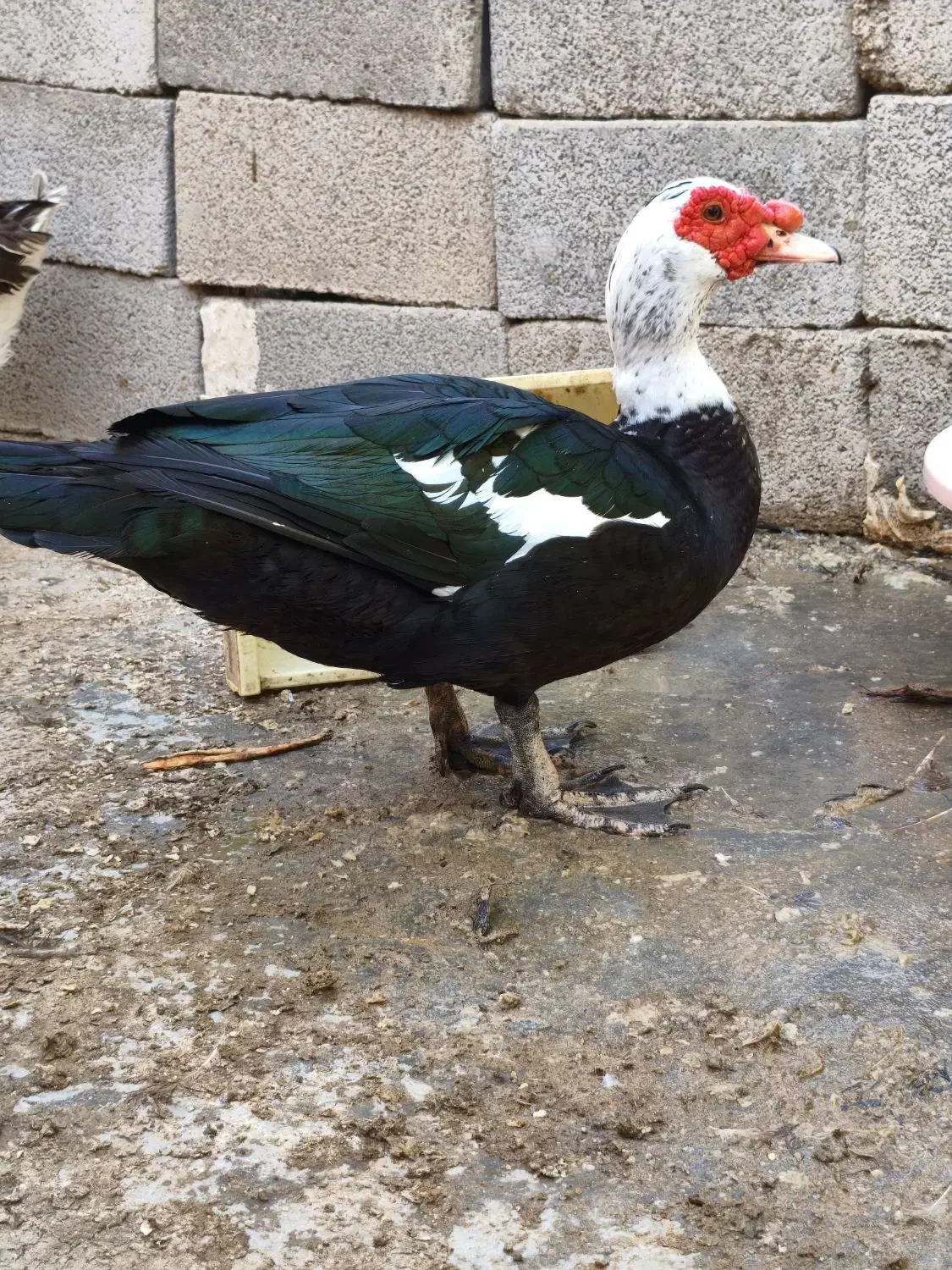 قوقاز(غوغاز) و اردک روسی(اردک خارجی)|حیوانات مزرعه|شوشتر, |دیوار