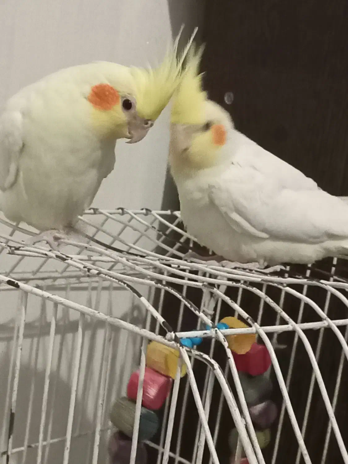 دوجفت عروس هلندی|پرنده|شریفآباد, |دیوار