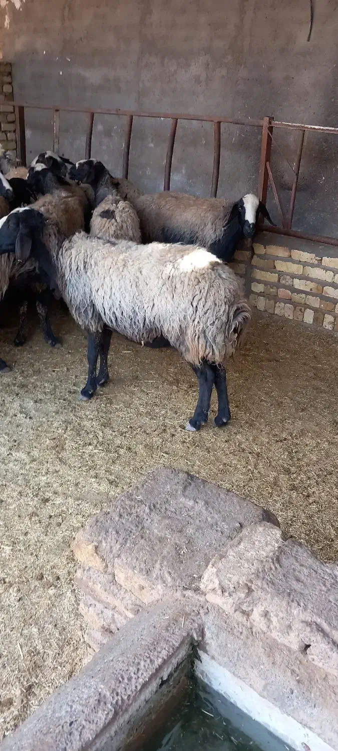 حیوان میش|حیوانات مزرعه|اسفرورین, |دیوار