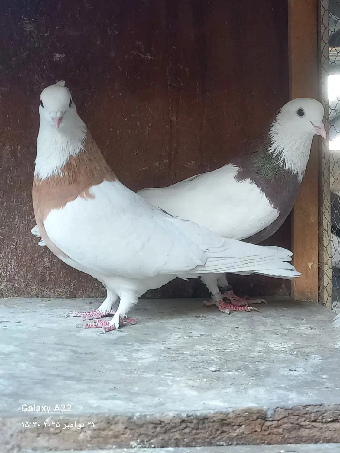 طوقی مهر زینتی|پرنده|ری, اقدسیه|دیوار