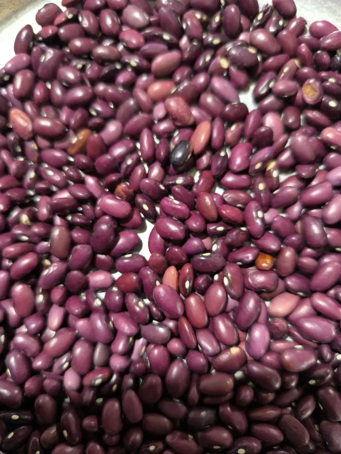 لوبیاقرمز درجه یک|عمده‌فروشی|پادنا, |دیوار