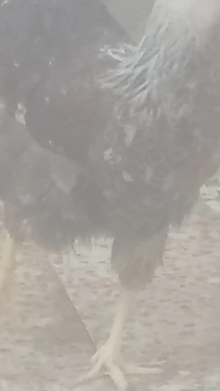 مرغ خانگی شوتی|پرنده|اندیمشک, |دیوار