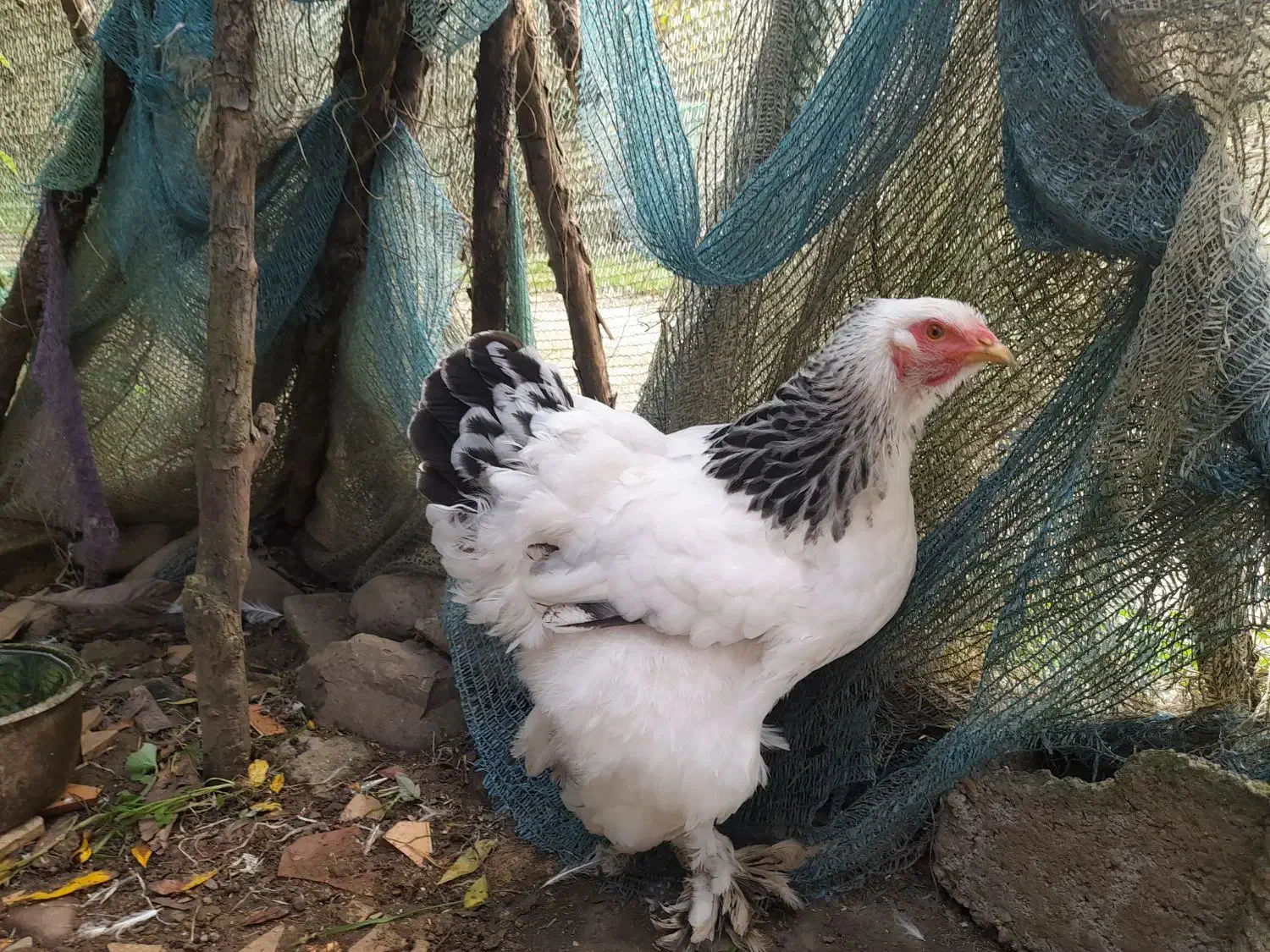 مرغ خروس برهما لایت ۲،۶۰۰۰۰۰|حیوانات مزرعه|لاهیجان, آهندان|دیوار