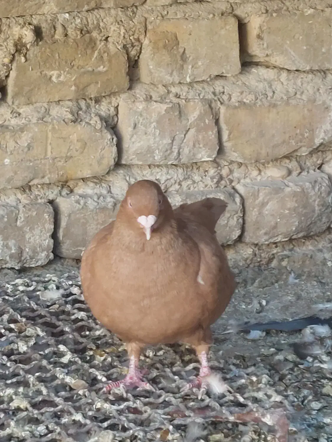 ماده زرد پرتقالی|پرنده|سپیدان, |دیوار