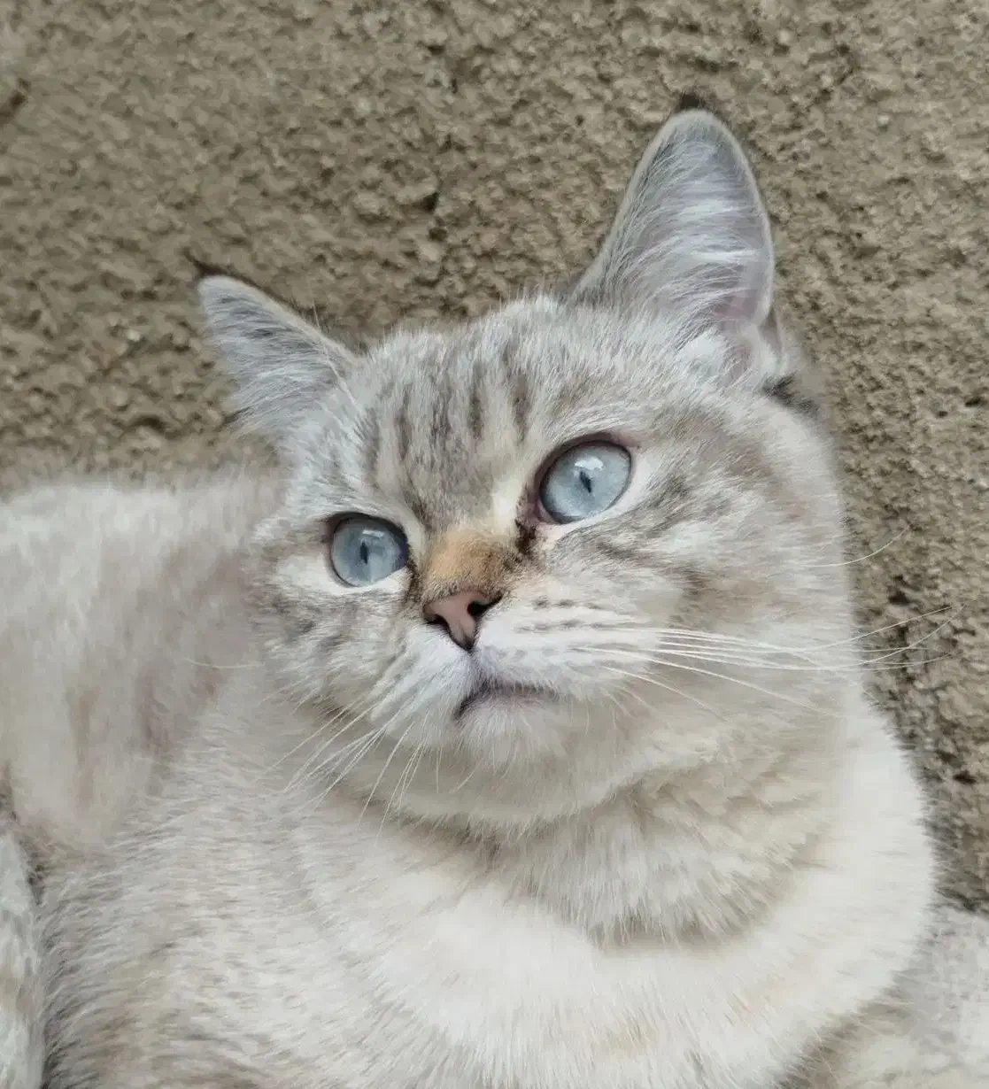 گربه،بِریتیش|گربه|قدس, شهر‌قدس|دیوار