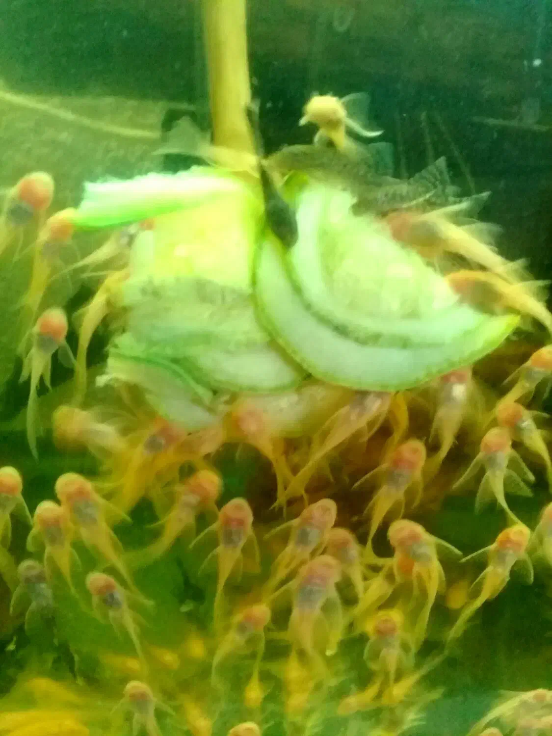 کت پوزه بوته ای سوپر باله|ماهی|مشهد, رده|دیوار