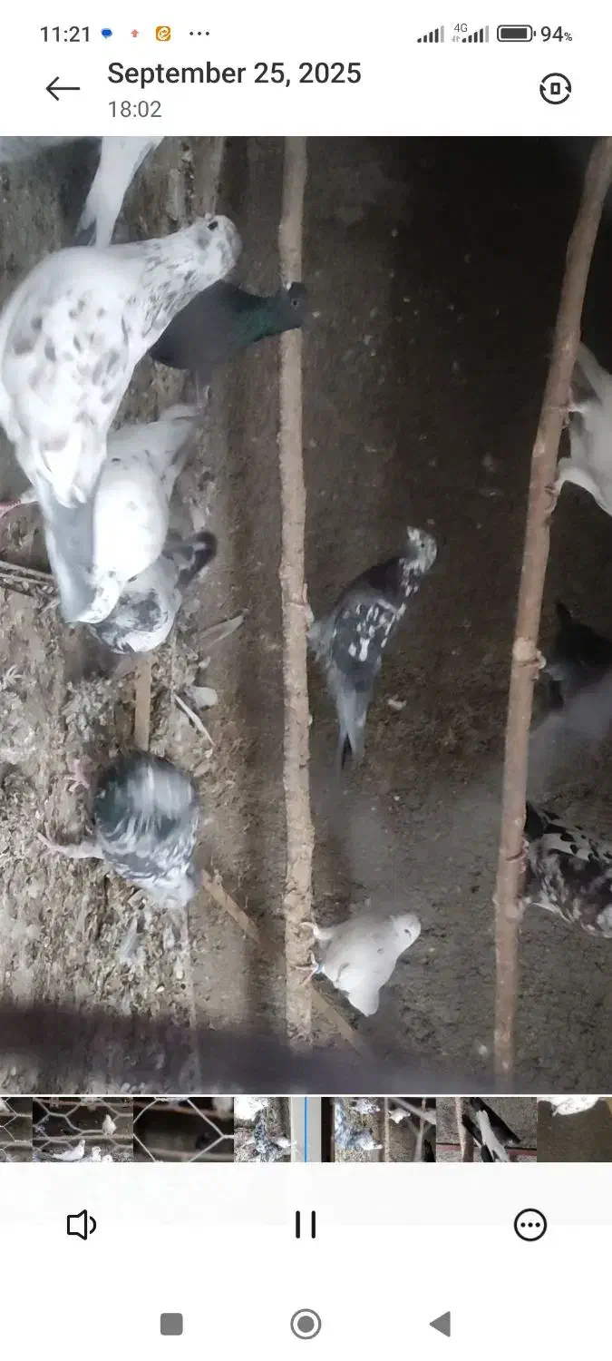 کبوتر پرشی|پرنده|خمینی‌شهر, |دیوار