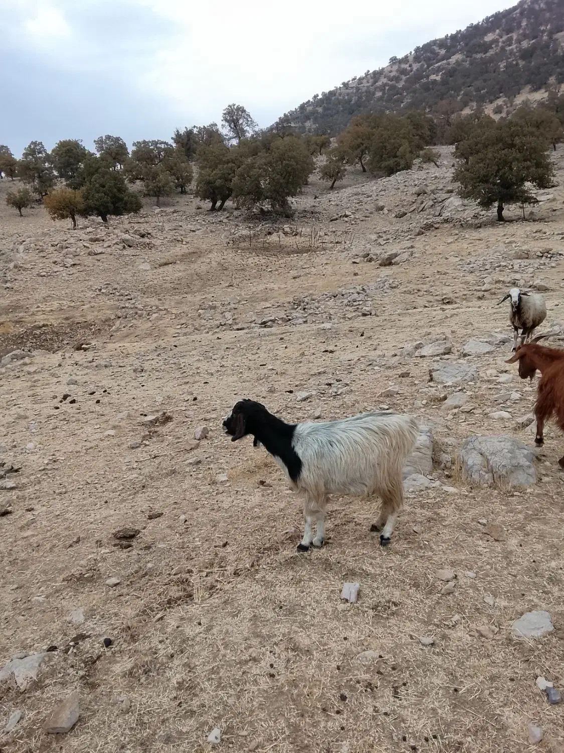 چهار راس بز با چهار راس کهره|حیوانات مزرعه|یاسوج, |دیوار