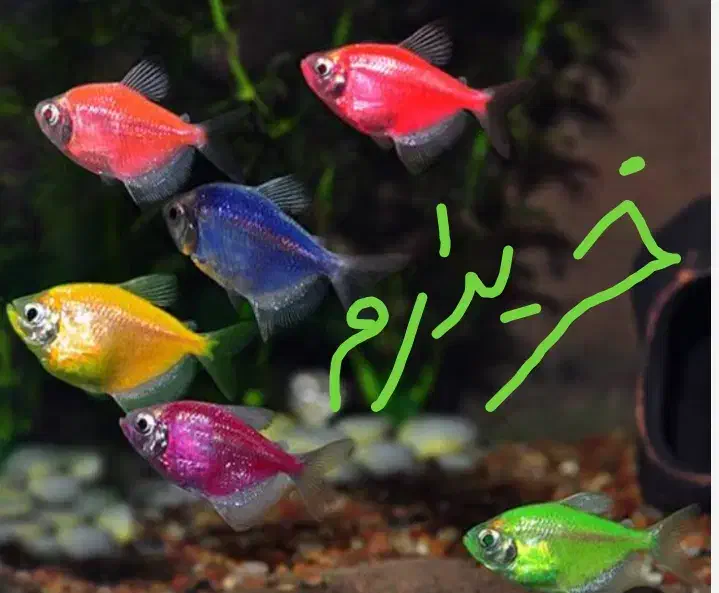 ماهی کالر ویدیو پنج عدد|ماهی|خرم‌آباد, |دیوار