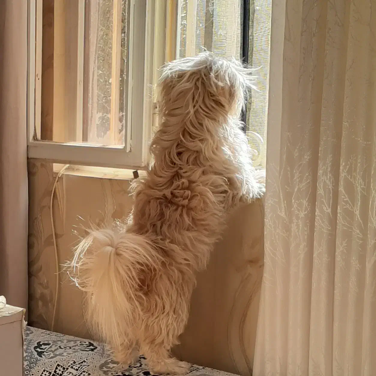 واگذاری سگ|سگ|اسلامشهر, شهرک مفیدی|دیوار