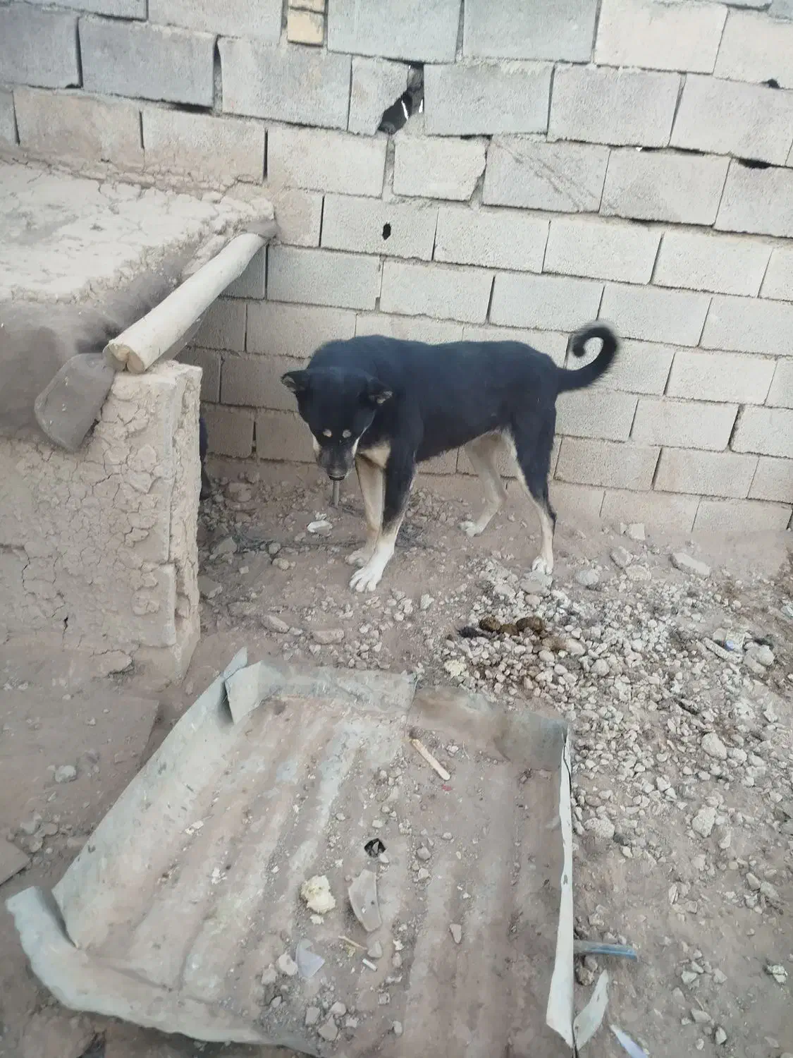 سگ سرابی|سگ|کبودرآهنگ, |دیوار