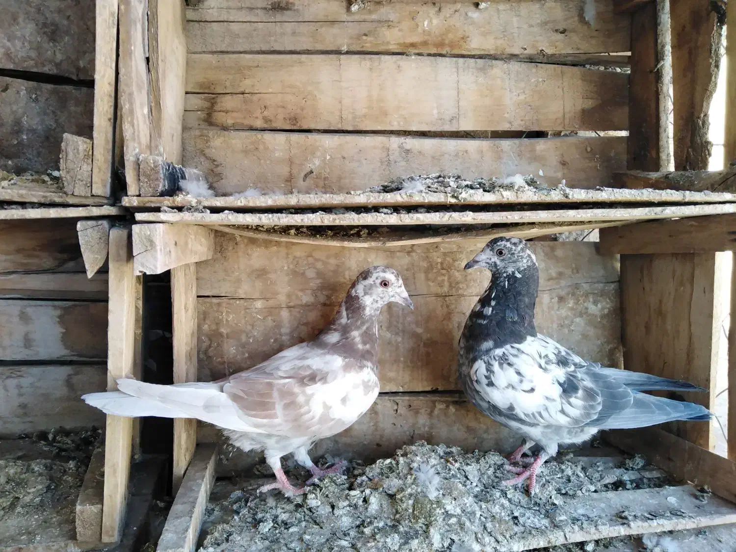 کفتر کبوتر|پرنده|قوچان, |دیوار