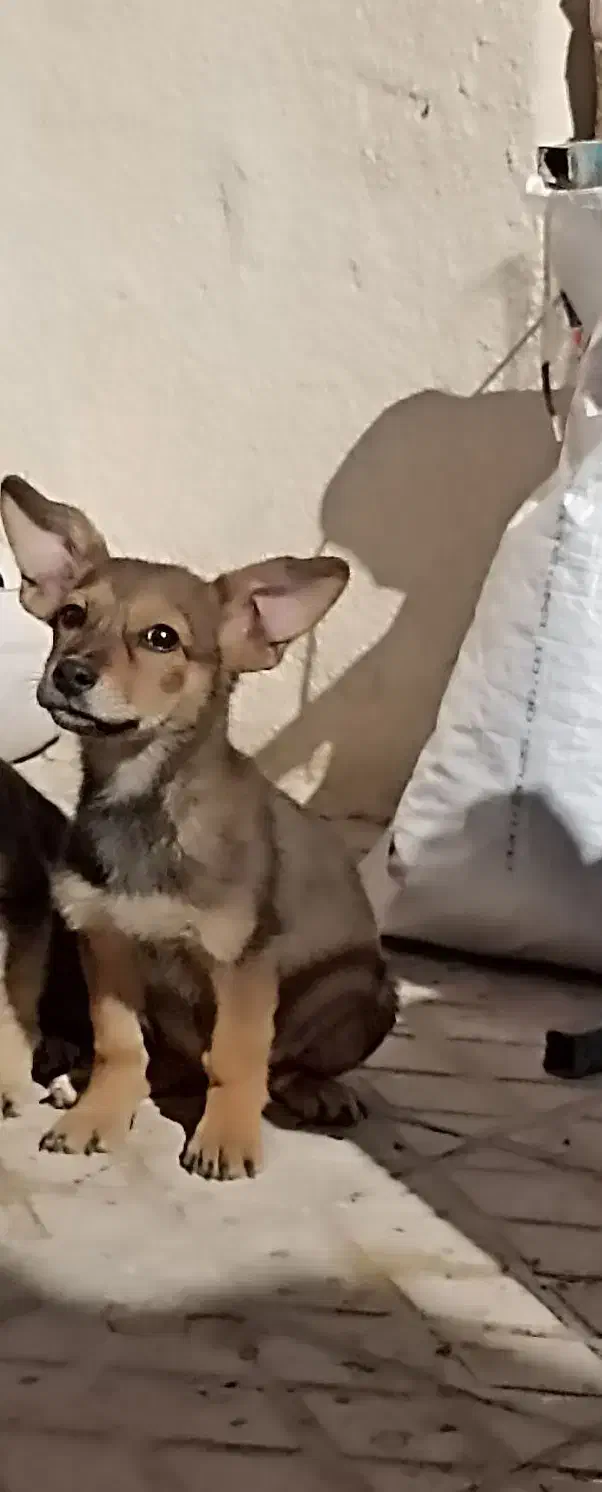 واگزاری سگ|سگ|شیراز, شیخ علی چوپان|دیوار