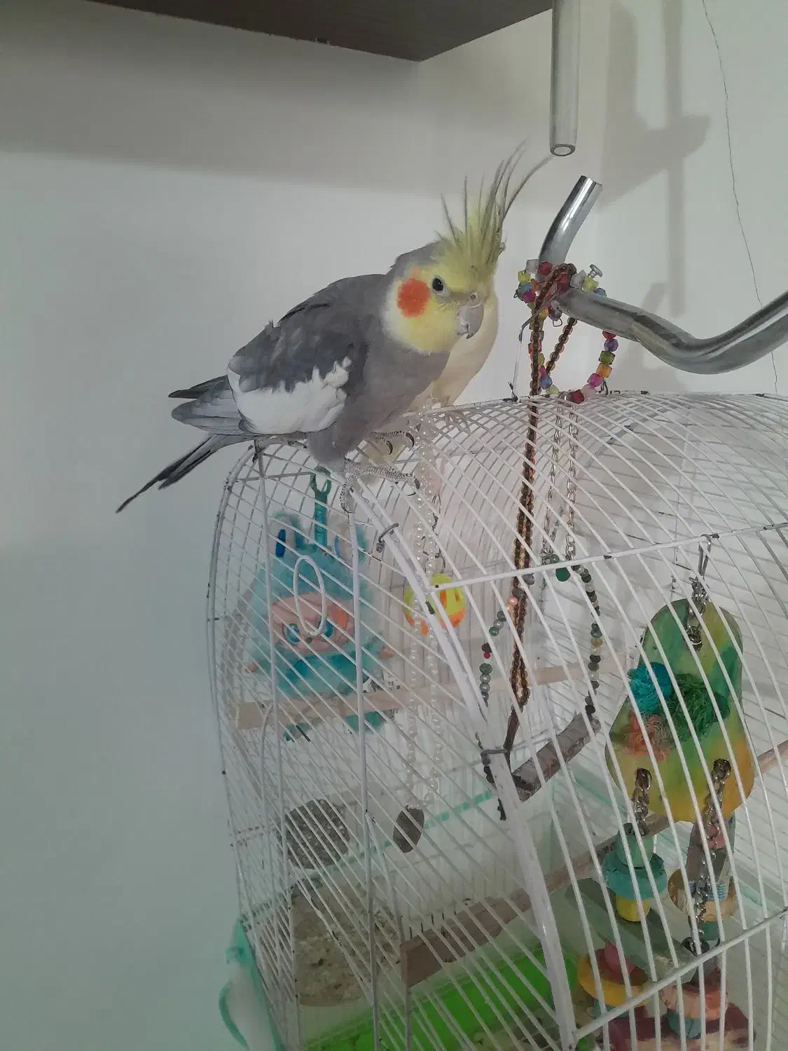 عروس هلندی|پرنده|زنجان, |دیوار