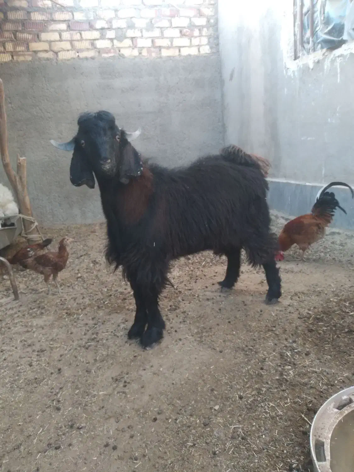 کهره نر|حیوانات مزرعه|زابل, |دیوار