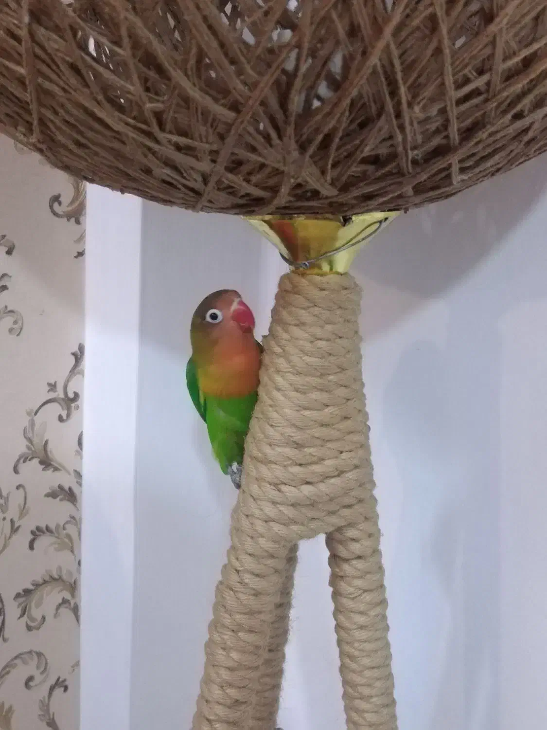 کوتوله|پرنده|مشهد, نوید|دیوار