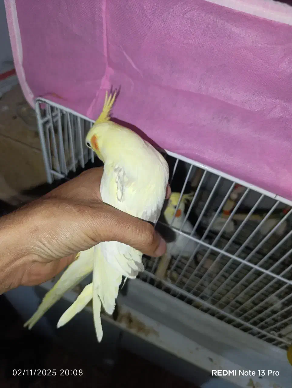 جفت عروس هلندی دوکت رام دستی|پرنده|گنبد کاووس, |دیوار