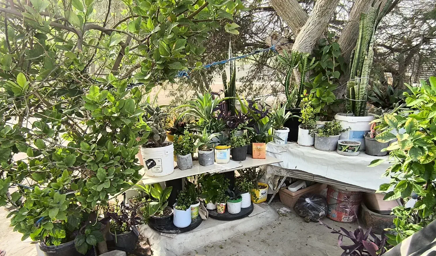 حـراج انواع گل و گیاه|گل و گیاه طبیعی|کیش, |دیوار