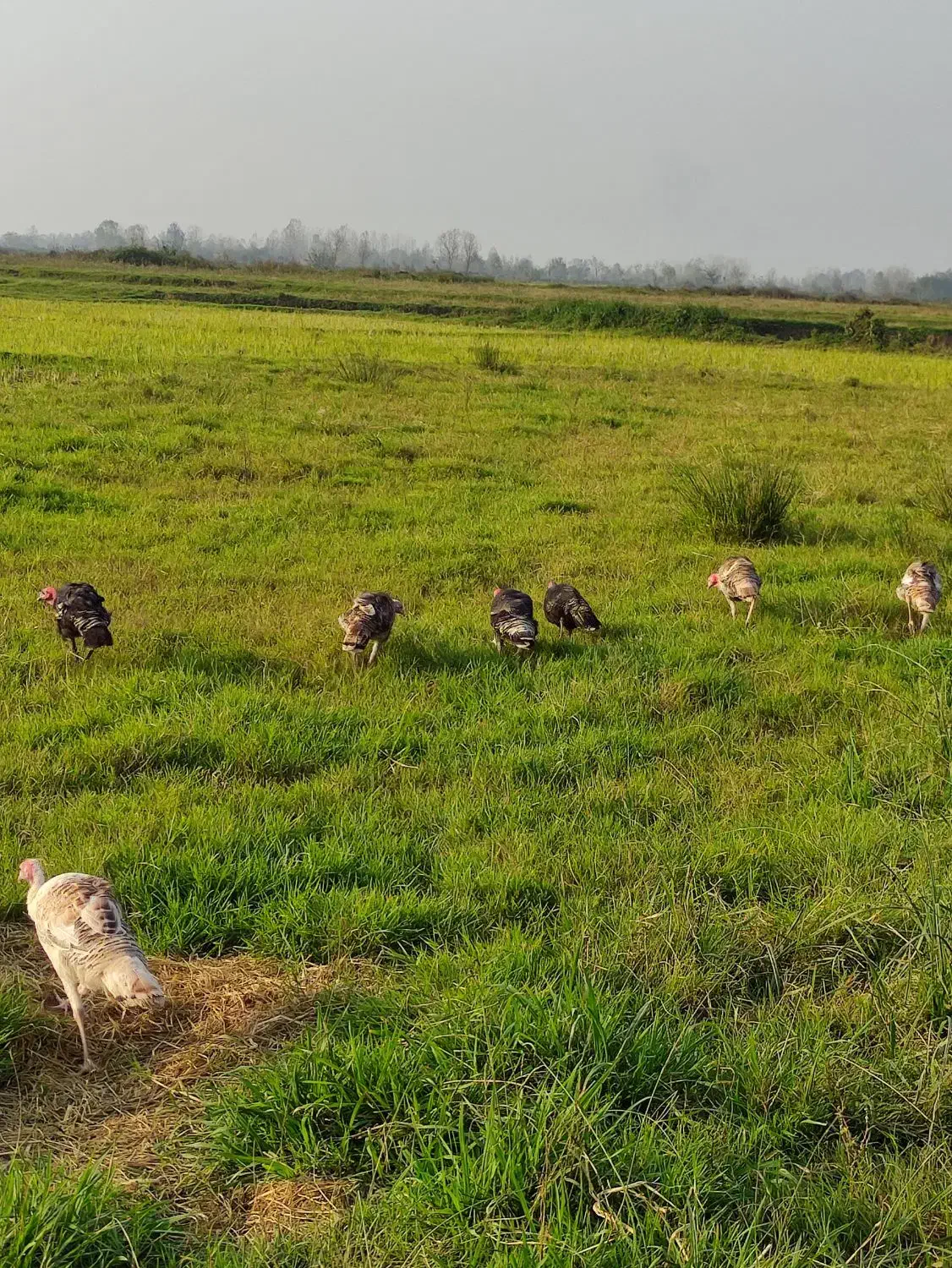 بوقلمون|حیوانات مزرعه|لاهیجان, بازکیاگوراب|دیوار