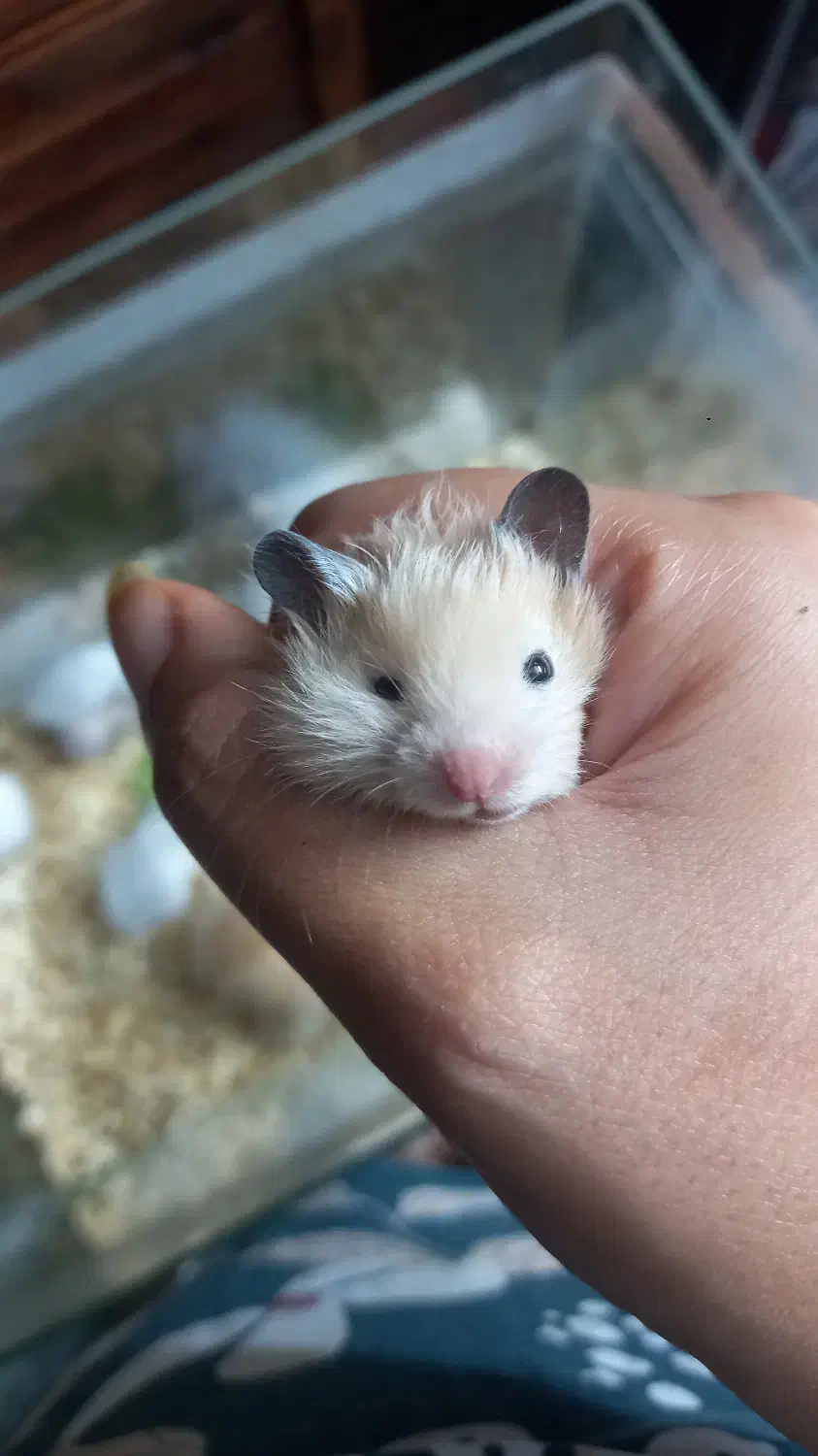 همستر خونگی فقط ۹۰ هزار تومن|موش و خرگوش|گتاب, |دیوار