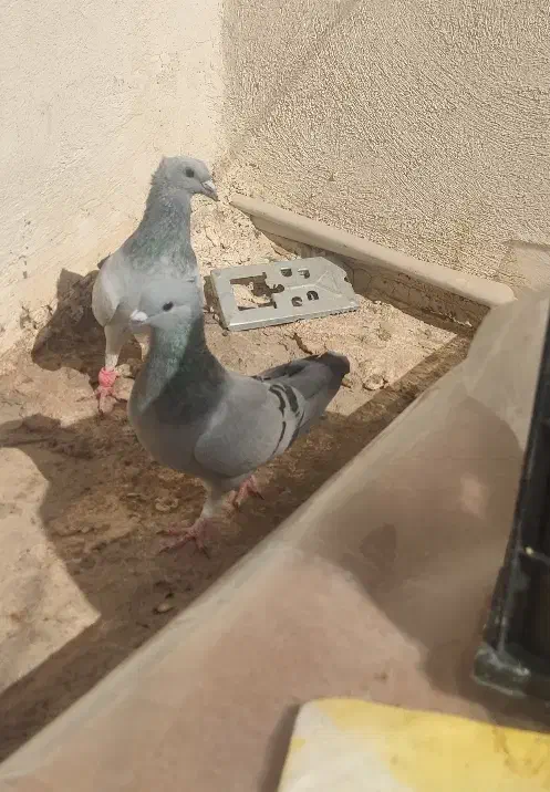 جفت سبز بدرنگ|پرنده|بم, |دیوار