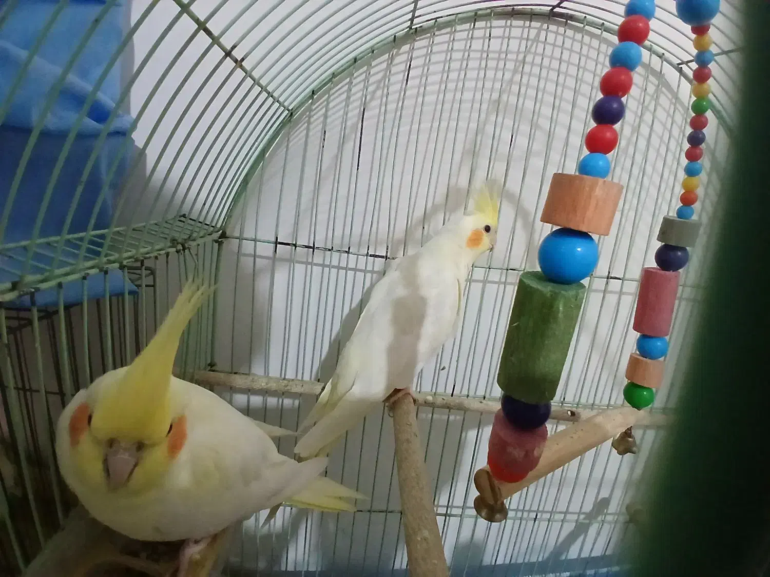 عروس هلندی نر فول اهلی|پرنده|خسروشاه, |دیوار