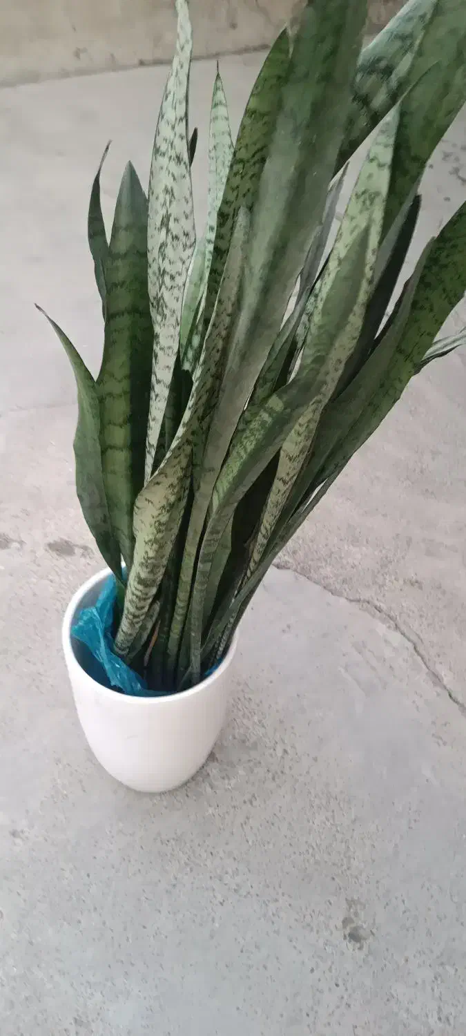 گل شمشیری|گل و گیاه طبیعی|بیستون, |دیوار