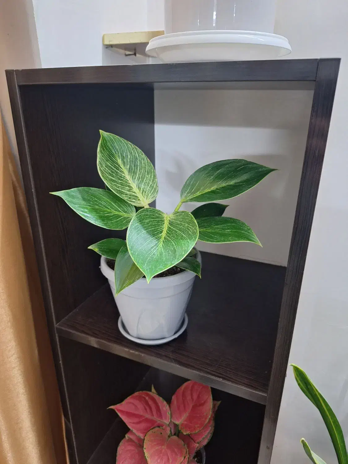 گل فیلودندرون برکین همره با گلدان ویژه|گل و گیاه طبیعی|شاهین‌شهر, نسیم ۵|دیوار