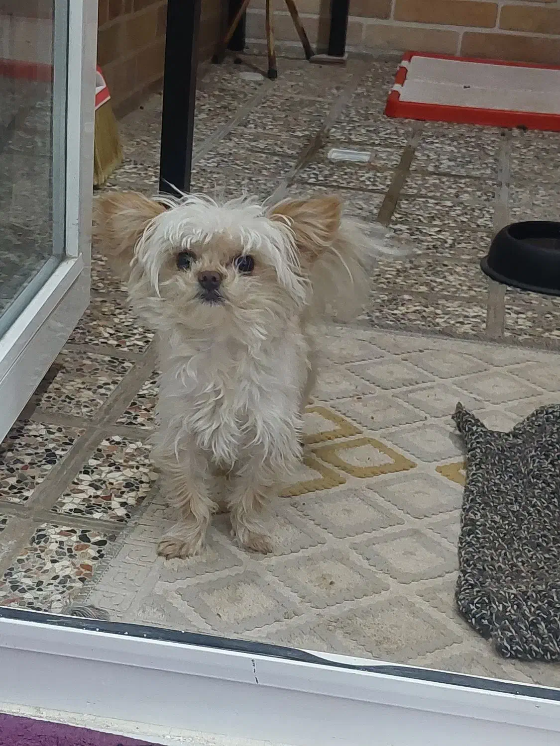 سگ نژاد گرگ شایر|سگ|سبزوار, غرب نیروگاه|دیوار