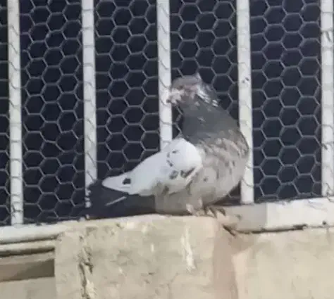 باخت رفتن|حیوانات|قم, علی آباد سعدگان|دیوار