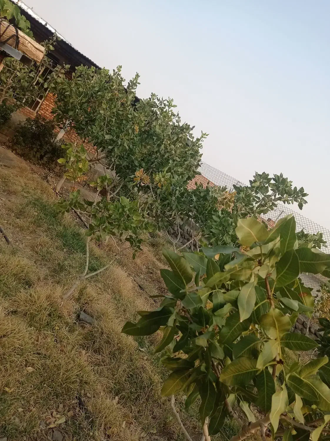 باغ در شهر یامچی به متراژ 1200متر امتیاز آبیاری|فروش خانه و ویلا|یامچی, |دیوار