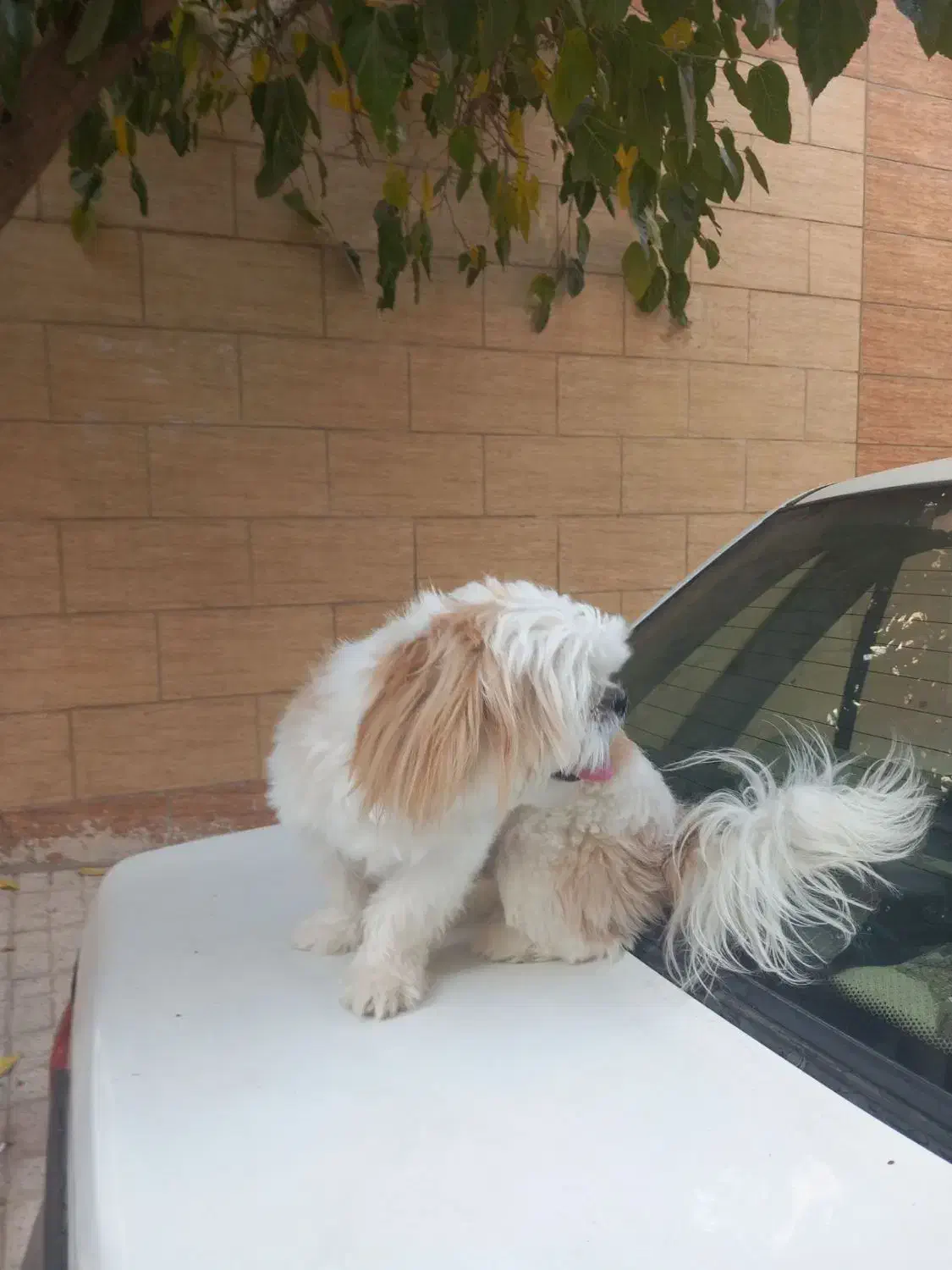 سگ شیتزو فلت اصیل|سگ|مشهد, نوده|دیوار