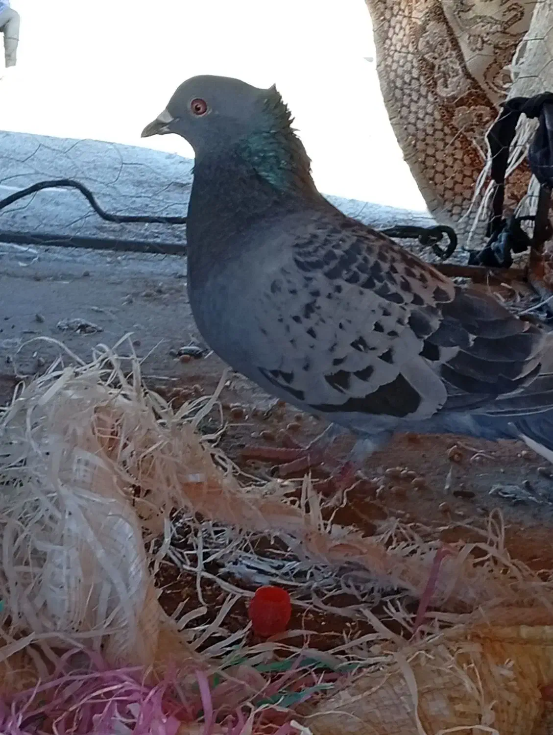 سبز پولک کاکلی ماده پولکی نر|پرنده|سرداران, |دیوار