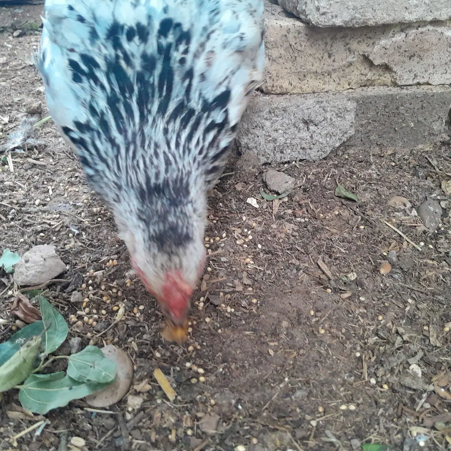 اهواز کوت عبدالله|حیوانات مزرعه|کارون, |دیوار