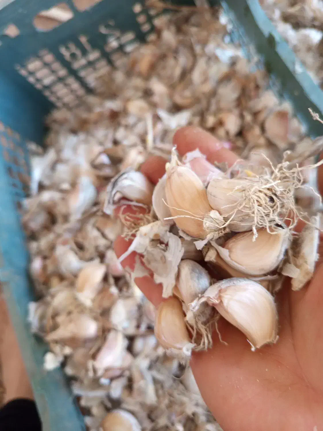 بذر سیر محلی هزار جریب|خوردنی و آشامیدنی|رستمکلا, |دیوار