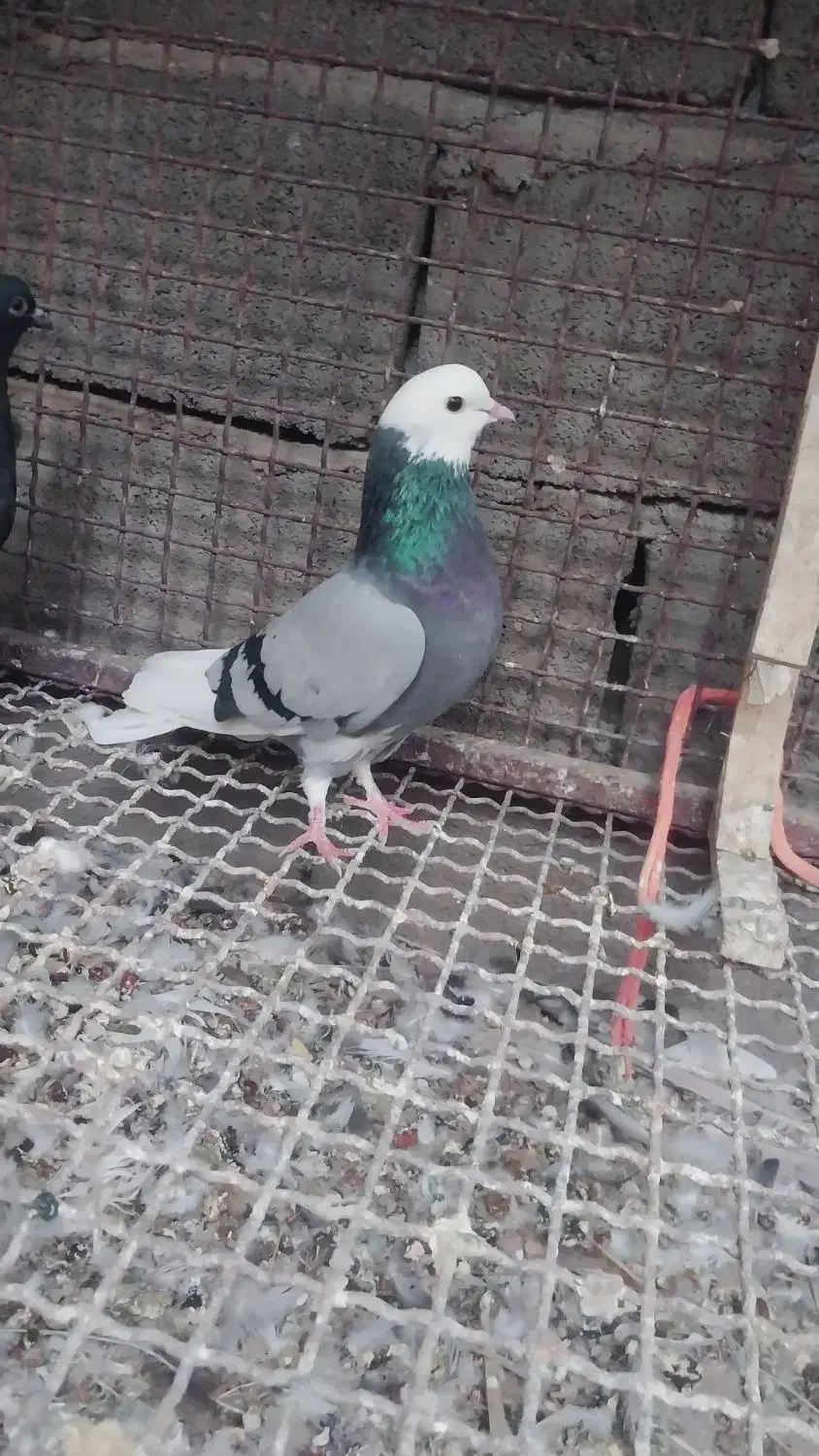 شازده سبز ماده|پرنده|نرماشیر, |دیوار