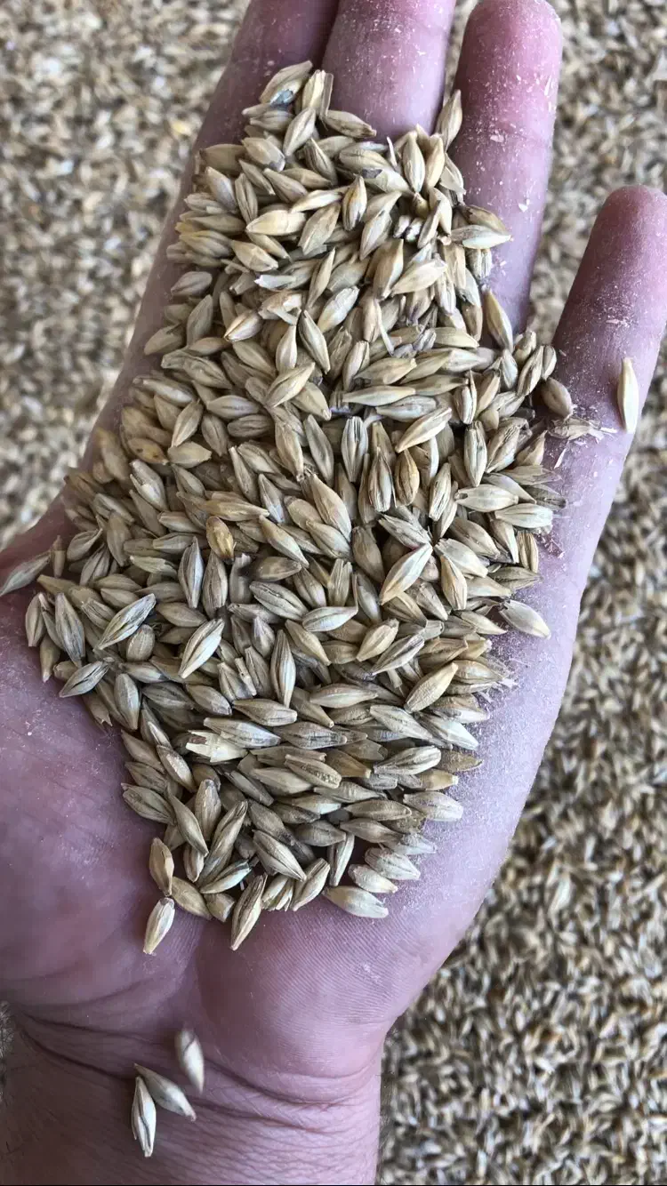 خوراک دام|عمده‌فروشی|زرین آباد, |دیوار