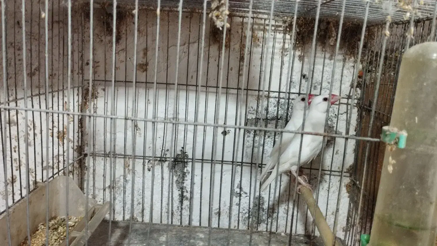 فنچ نرگسی مولد|پرنده|سنگر, |دیوار