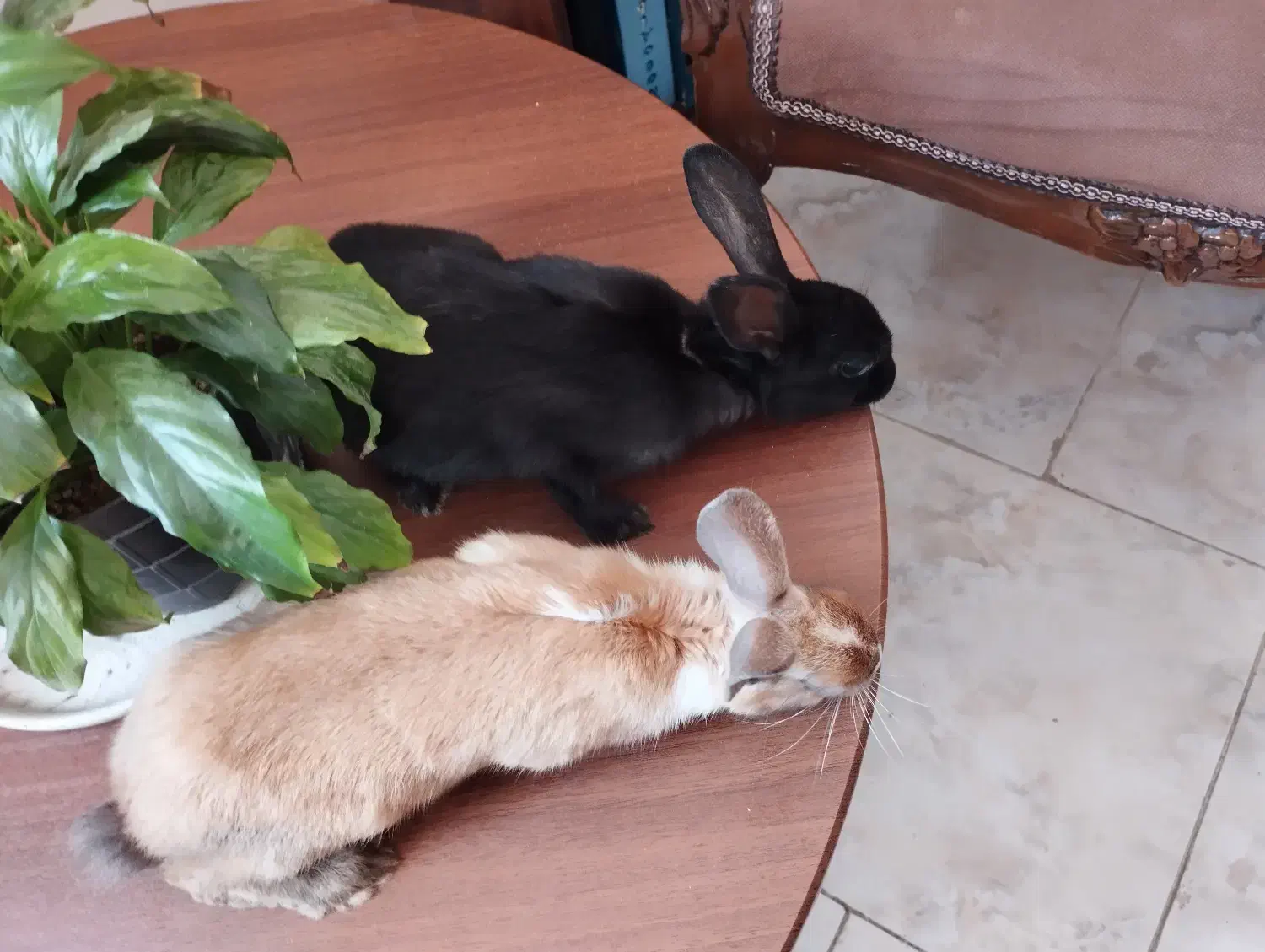 حیوان خرگوش|موش و خرگوش|پردیس, فاز ۸|دیوار