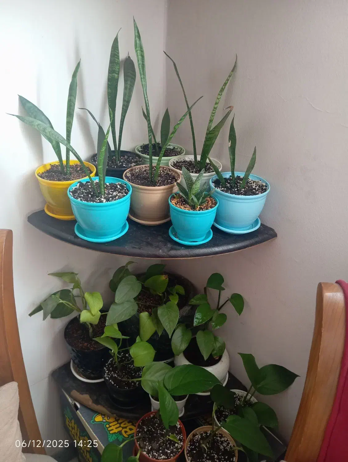 تعدادی گل|گل و گیاه طبیعی|کرمان, |دیوار