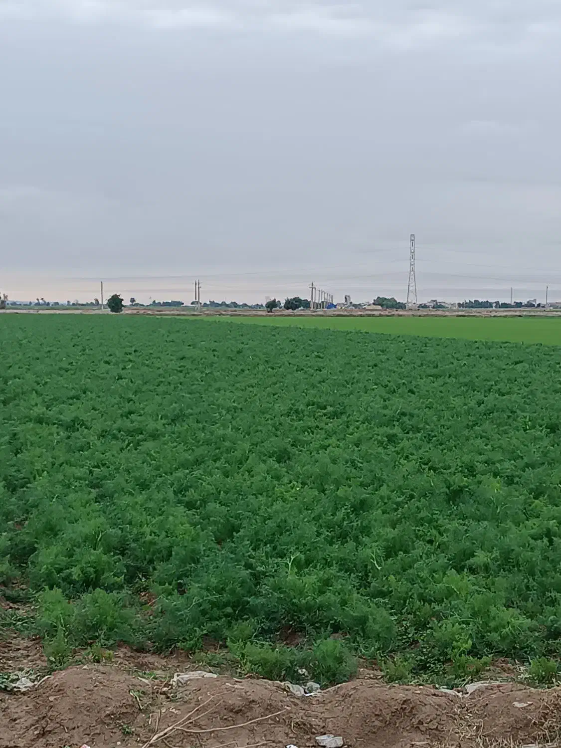 شیویت|فروش زمین و ملک کلنگی|دزفول, |دیوار