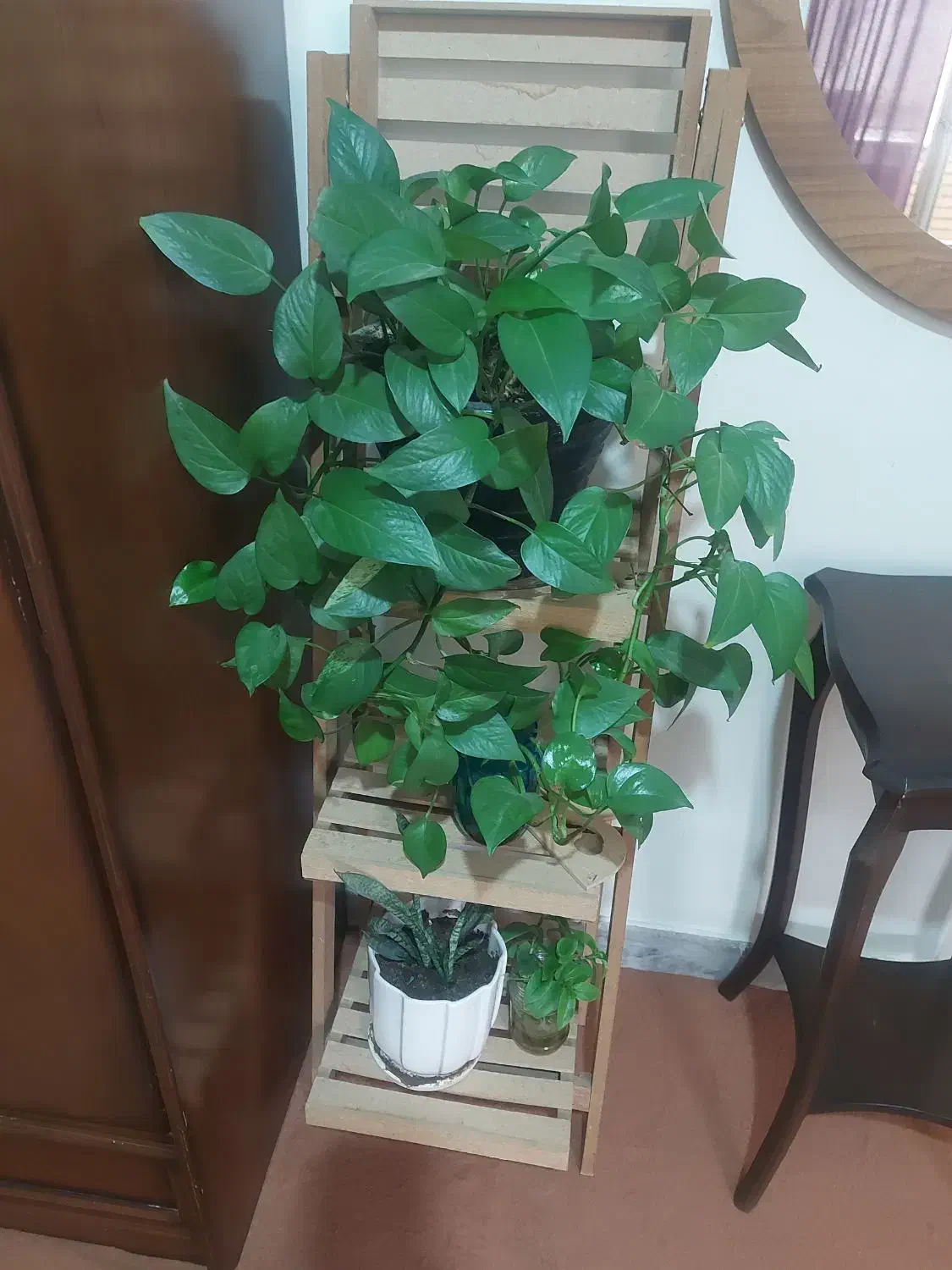 استند گل|گل و گیاه طبیعی|کرج, کوی کارمندان جنوبی|دیوار