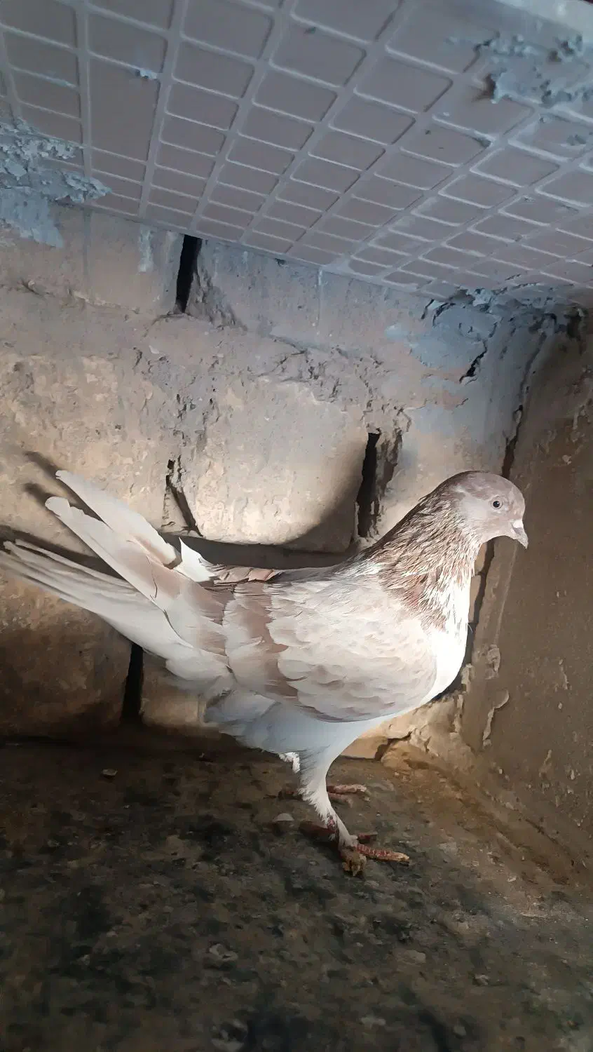 کفتر پرشی|پرنده|قم, حنیف نژاد|دیوار